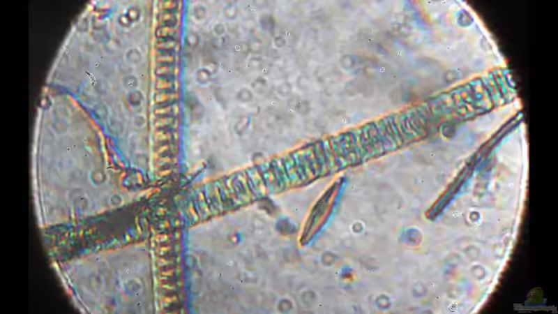 Rotalgen und eine Kieselalge im Spielzeugmikroskop. von vixen (8)