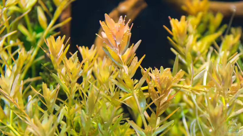 Rotalla rotundifolia   05.07.15 von Betta Chris (61)