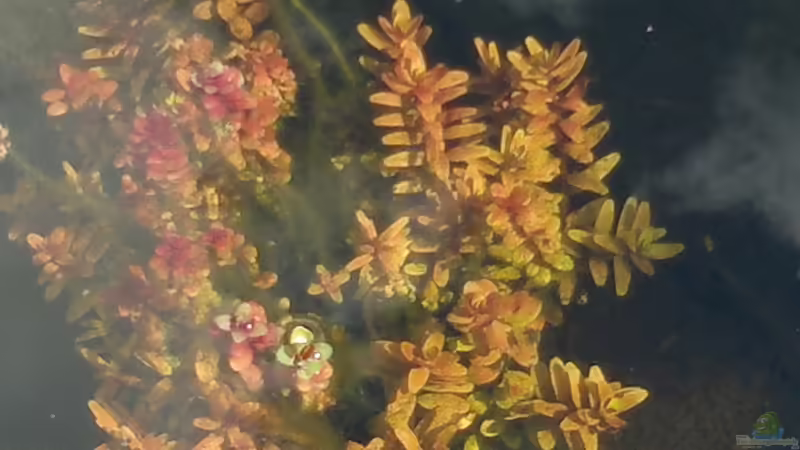 Rotalla von Sambia (23)