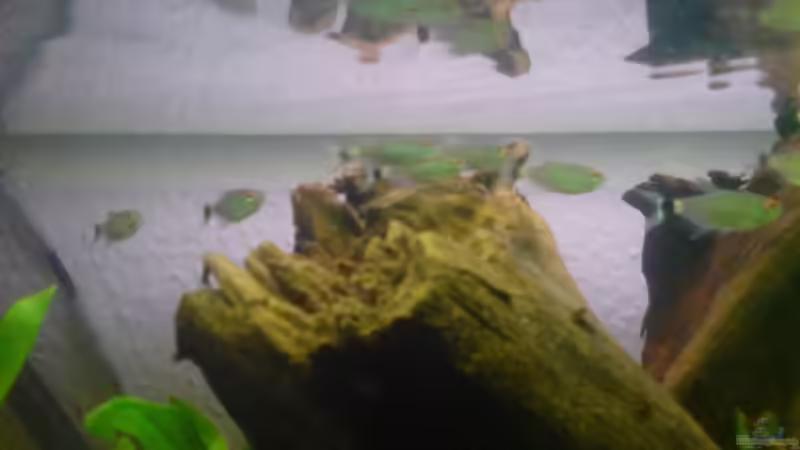 Rotaugen Moenhausia  von Oliver Hüttner (6)