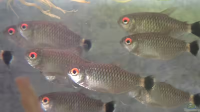 Rotaugen Moenkhausia von Thomas Schlechter (19)