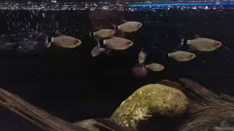 Moenkhausia sanctaefilomenae im Aquarium (Einrichtungsbeispiele für Rotaugen-Moenkhausia)