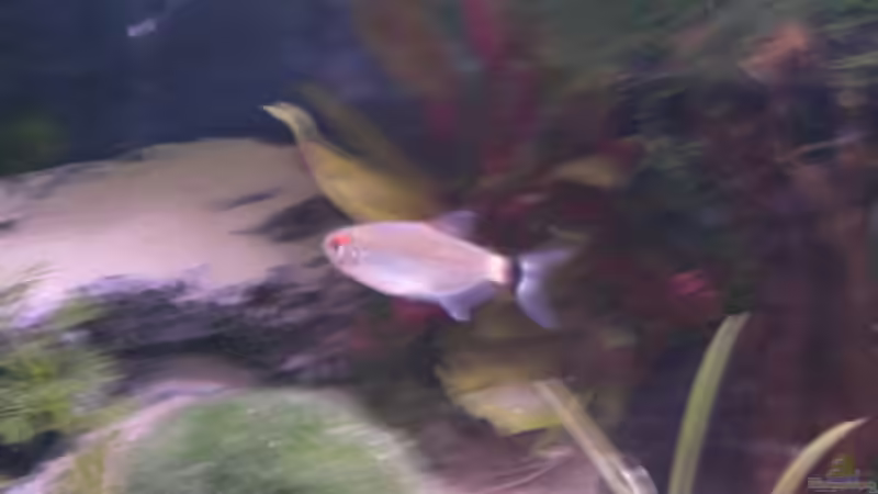 Moenkhausia sanctaefilomenae im Aquarium (Einrichtungsbeispiele für Rotaugen-Moenkhausia)