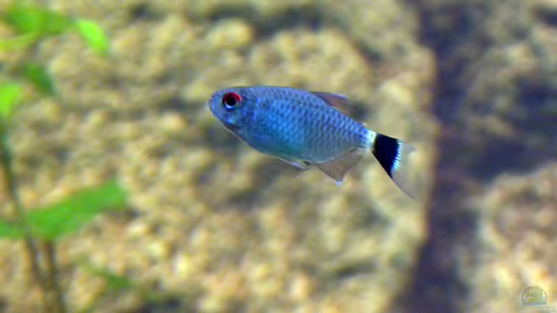 Moenkhausia sanctaefilomenae im Aquarium (Einrichtungsbeispiele für Rotaugen-Moenkhausia)