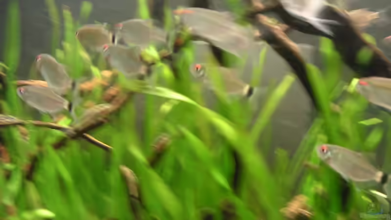 Rotaugen Moenkhausias von Thomas Schlechter (20)