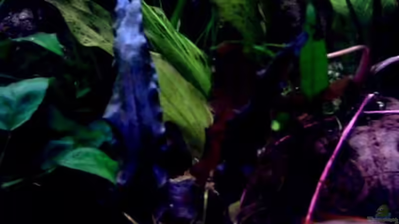 rotblättrige Cryptocoryne Art ! Namen leider unbekannt von Thomas Schmidt (14)