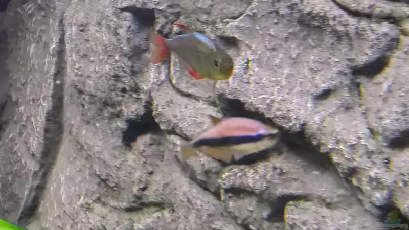 Rotblaue Kolumbianer  von Steffen und Felix (38)