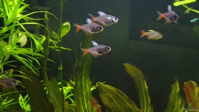 Rotblaue Kolumbiensalmler von Reinhard (15)