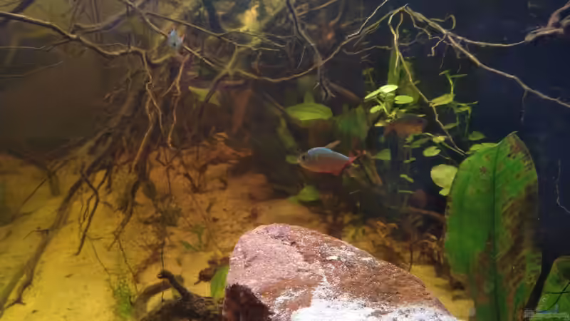 Rotblaue von SaMü (32)