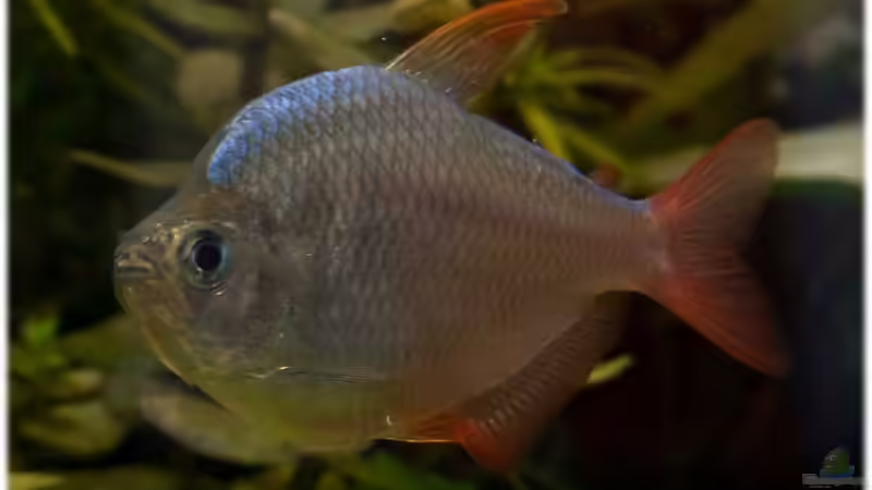 Rotblauer Kolumbianer 26.6.11 von Ralf64 (66)