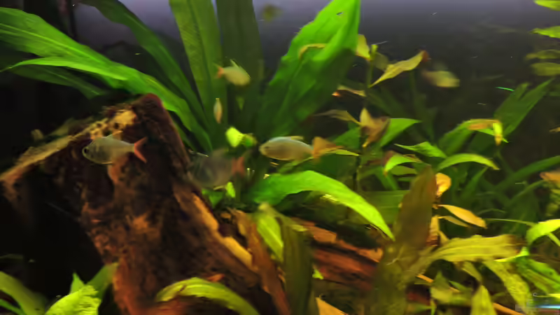 Einrichtungsbeispiele für die Haltung von Hyphessobrycon columbianus (Rot-Blauer Kolumbianer) im Aquarium