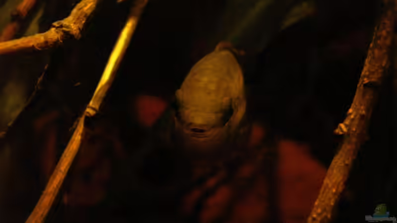 Aquarien mit Laetacara curviceps (Tüpfelbuntbarsch)