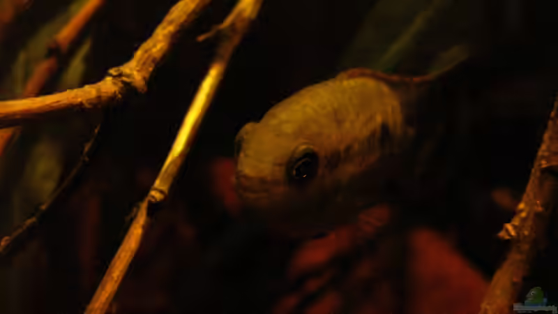 Rotbrust-Tüpfelbuntbarsch_Laetacara dorsigera_1_19.04.2014 von Südamerikafreak BK (61)