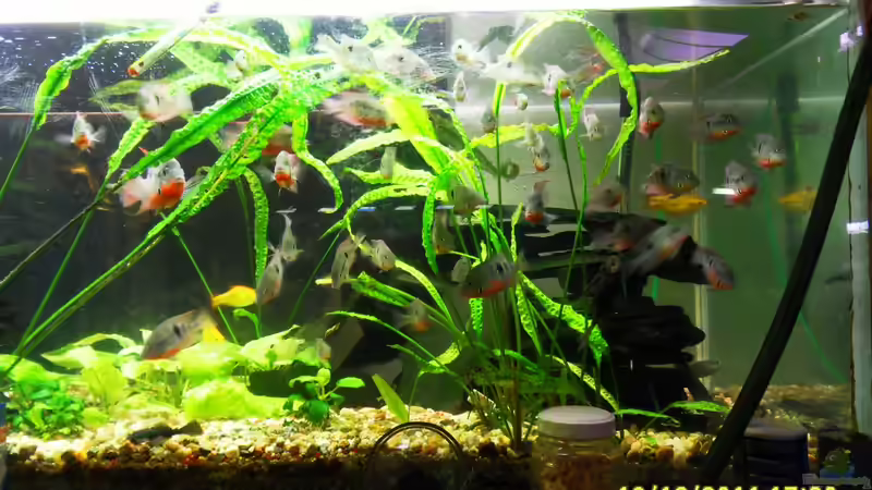 Rotbrustbundbarsche im Wasseraufbereitungsraum von Ulrich Sauerhering (45)