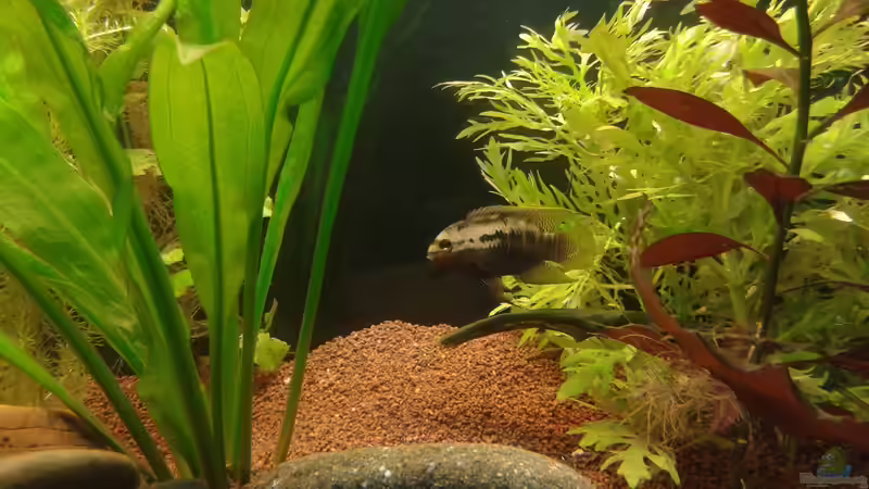 Buntbarsche im Aquarium (Einrichtungsbeispiele mit Chichliden)