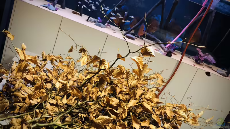 Rotbuche von DiskusMummy (21)