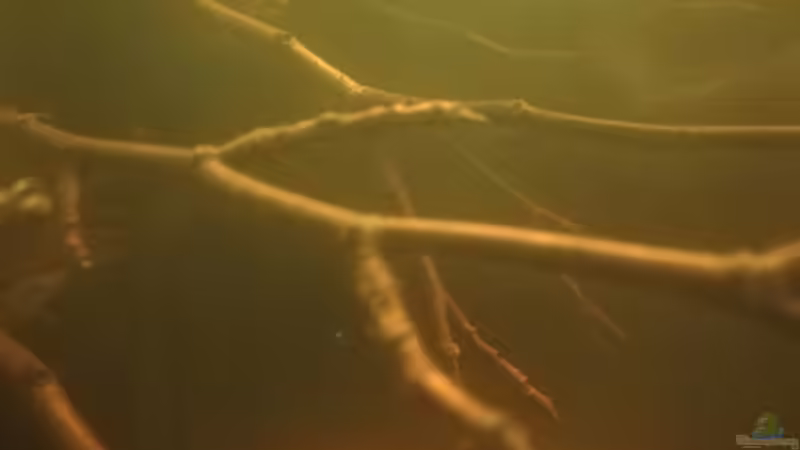 Rotbuchenäste von Daniel Krmr (8)