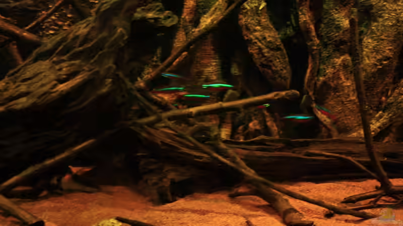 Rote  Neons und Adolfos Panzerwels von Bämbel (45)