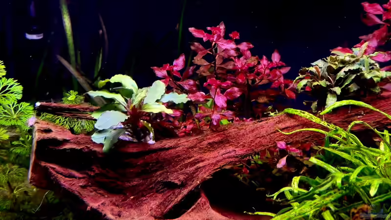 Rote Aquarienpflanzen: Das macht sie so speziell