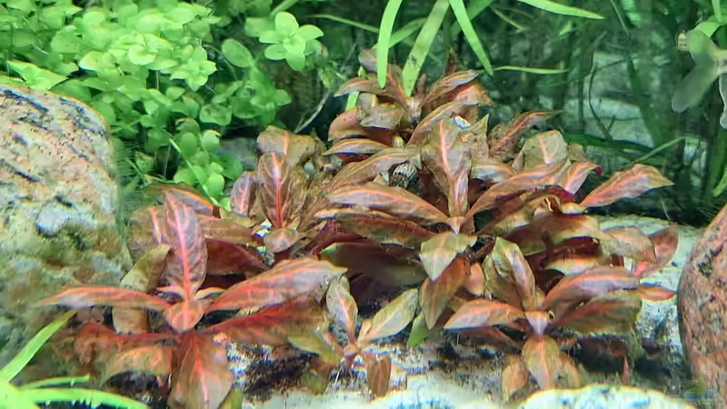 Rote Aquarienpflanzen: Das macht sie so speziell