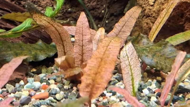 Rote Aquarienpflanzen: Das macht sie so speziell