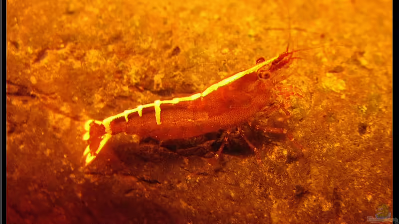 Rote Banditen in gestreiften Panzern, die Caridina cf. babaulti var. `Malaya` Red Bandit !!! 