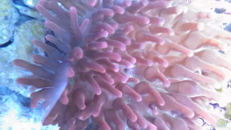 Rote Blasenanemone von Daniel Lopez (8)