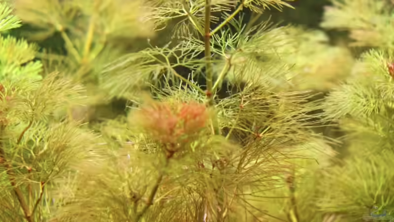 Rote Cabomba ( Cabomba piauhyensis ) von Heiko Oeding (4)