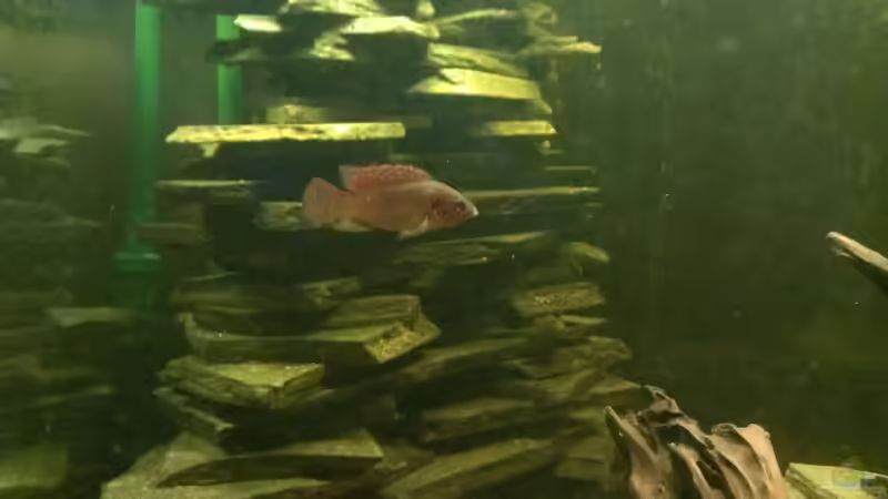 Rote Cichliden, 6 Stück insgesamt von Thorsten Krupp (10)