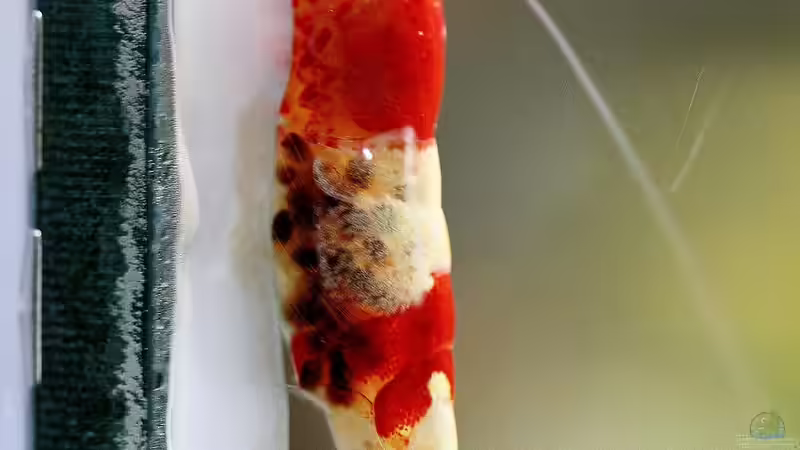 rote F1+Dame mit Eiern von Micha (45)