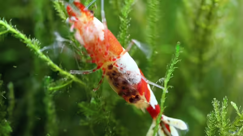 rote F1+Dame mit Eiern von Micha (46)