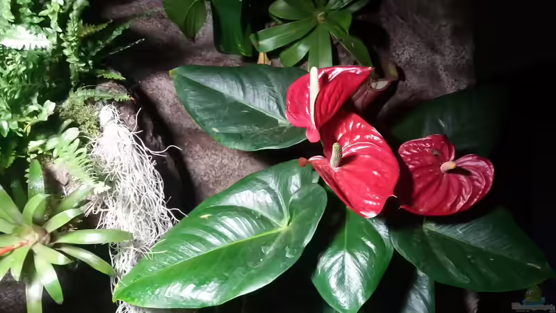 rote Flamingoblume von Sebastian Müller (21)