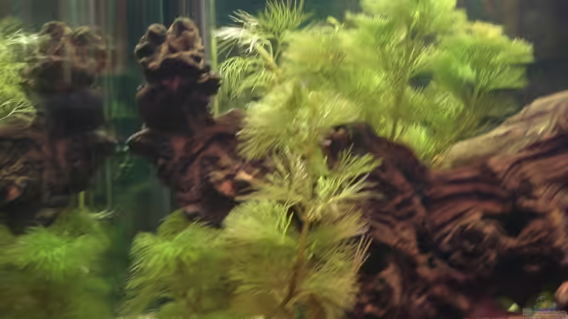 Cabomba furcata im Aquarium (Einrichtungsbeispiele mit Rote Haarnixe)