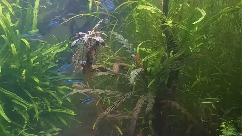 Rote Hexenwelse, im HintergrundSchachbrett-Zwergpanzerwels, Corydoras habrosus von piet (26)