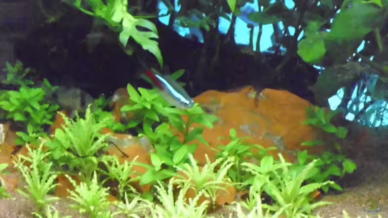 Rote Jaspis als Geröllfeld von Guppy62 (18)