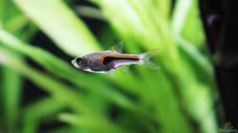 Rote Keilfleckbarbe von Andreas Eberhardt (4)