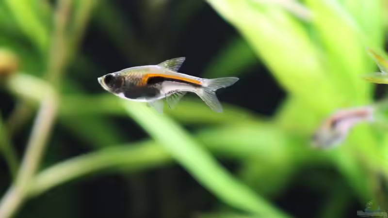 Rote Keilfleckbarbe von Andreas Eberhardt (6)