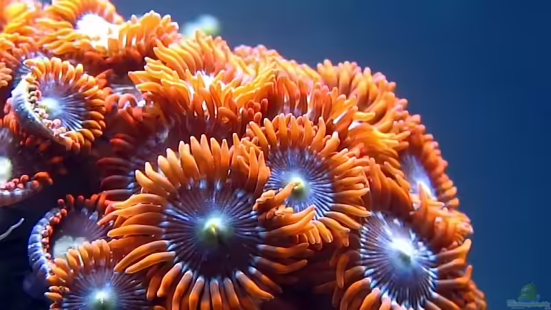 rote Krusten von Petra Kallmeyer (8)