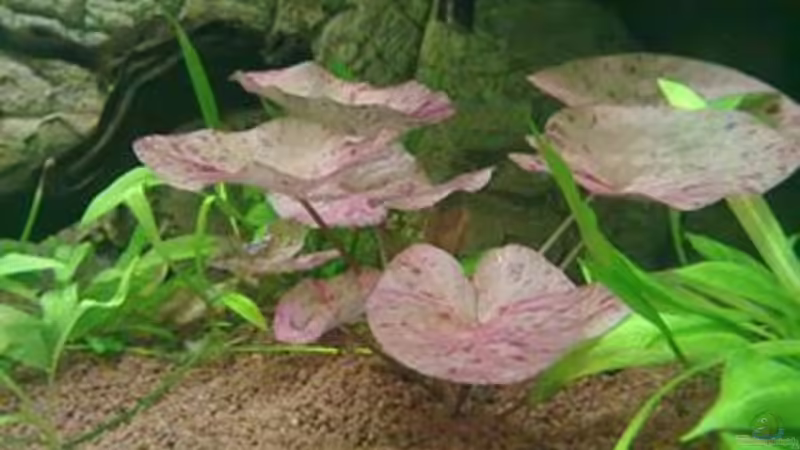 Rote Lotus von Blue2 (8)