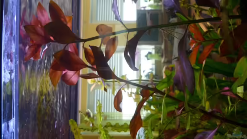 rote Ludwigia von dirkvader71 (10)