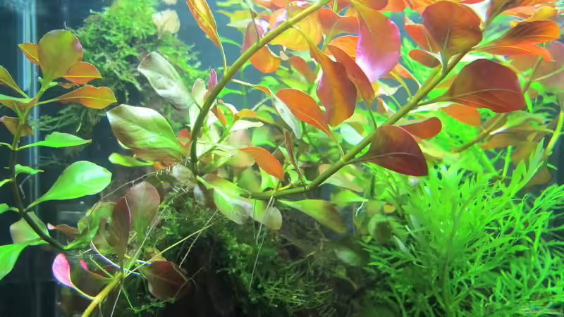 rote Ludwigie von Sarah (8)