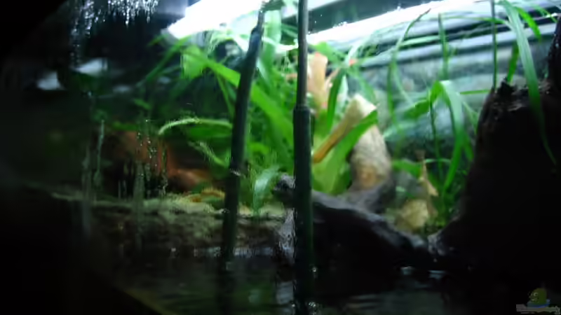 Rote Mangroven im Vordergrund von Christian Friedrich (8)