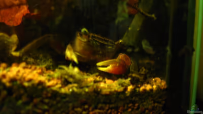 Rote Mangrovenkrabbe von Manni 13 (15)