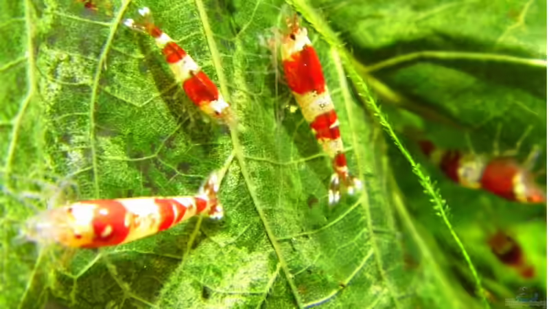 rote Mischer von ob64 (12)