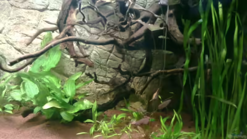 Rote Moorkienwurzeln als Unterstand von Blue2 (16)