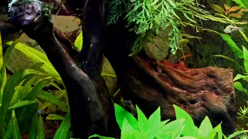 Rote Moorwurzel 21-01-2013 von Dirk F. (28)