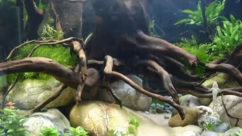 Rote Moorwurzel 30.01.2015 von Grünhexe (6)