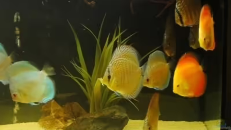 Rote Moorwurzel im rechten oberen Eck um mehr Unterstand zu bieten von Christoph904 (10)