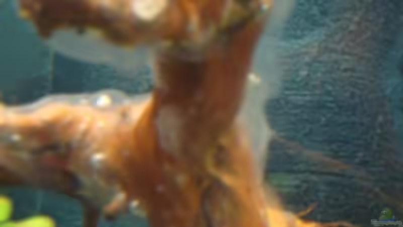 rote Moorwurzel mit Bakterienrasen (11.5.2012) von Marina (31)