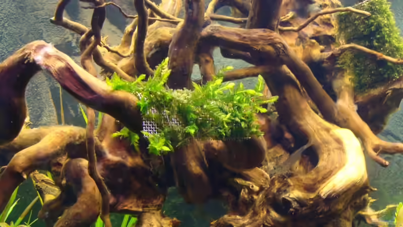 Rote Moorwurzel von Christian Heitmann (18)